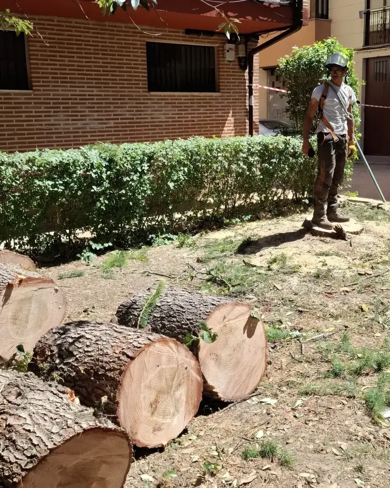 Tala de árboles controlada y poda técnica